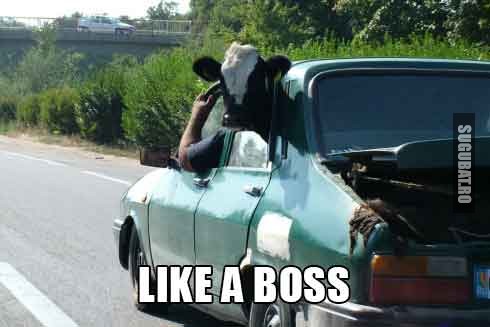 Vaca si Dacia - Transport Like a Boss