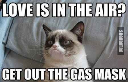 Grumpy Cat Love Is In The Air Poze Haioase Imagini Amuzante