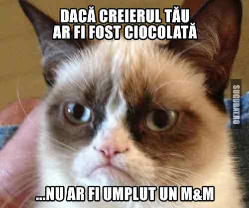 Grumpy Cat: Daca creierul tau ar fi fost ciocolata