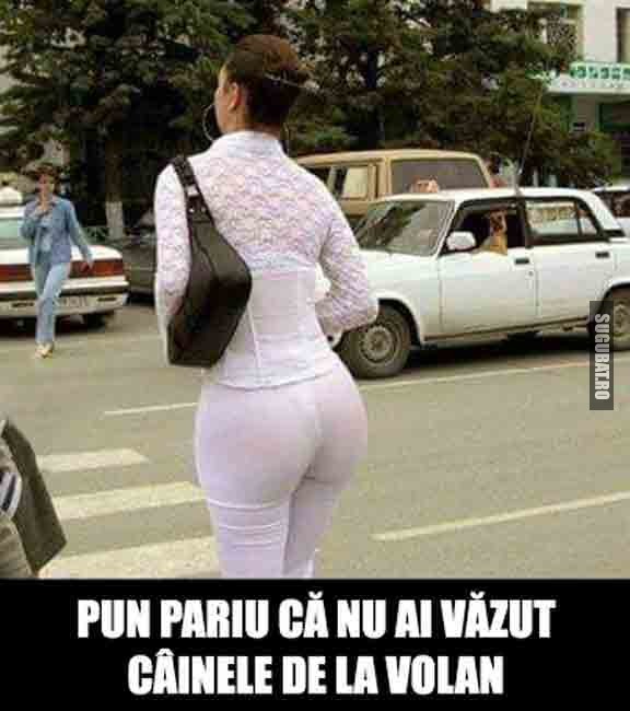 Tu ai vazut mai intai cainele la volan sau ...