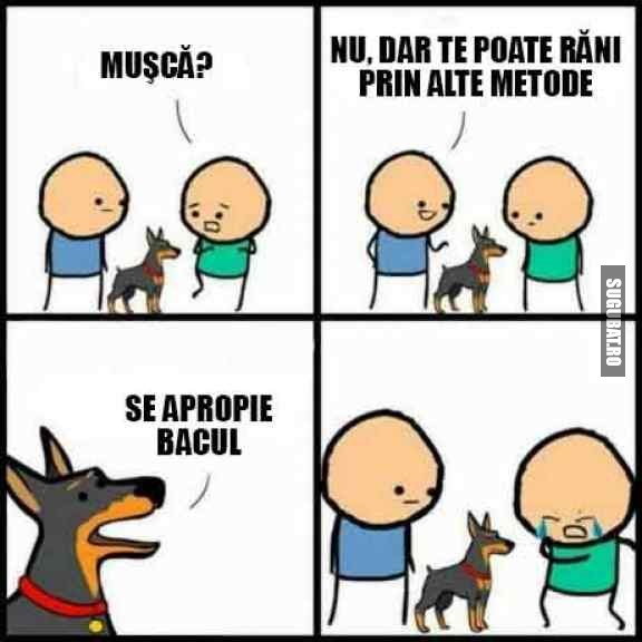 Musca? Nu, dar BAC-ul tot se apropie