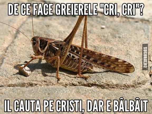 De ce face greierele Cri Cri?