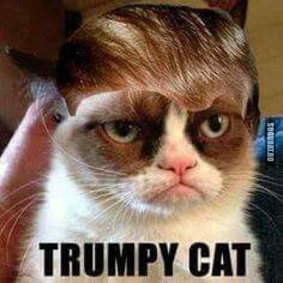 V-o prezint pe Trumpy Cat