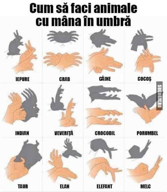 Cum sa faci animale cu mana in umbra