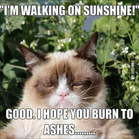 Grumpy Cat: I'm walking on sunshine!