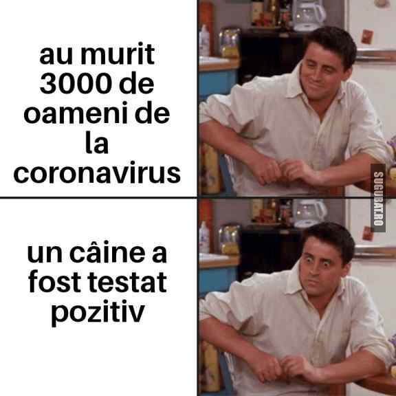 Cand afli că un câine are #coronavirus