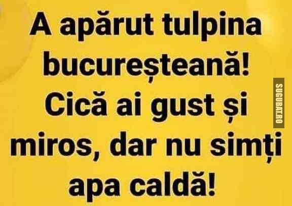 Tulpina bucureșteană de covid