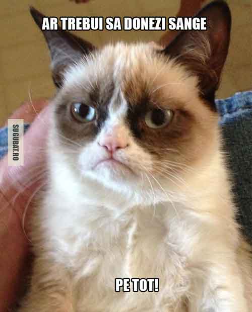 Grumpy cat: ar trebui sa donezi sange - pe tot!